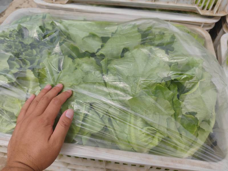 精品大利生菜只做精品