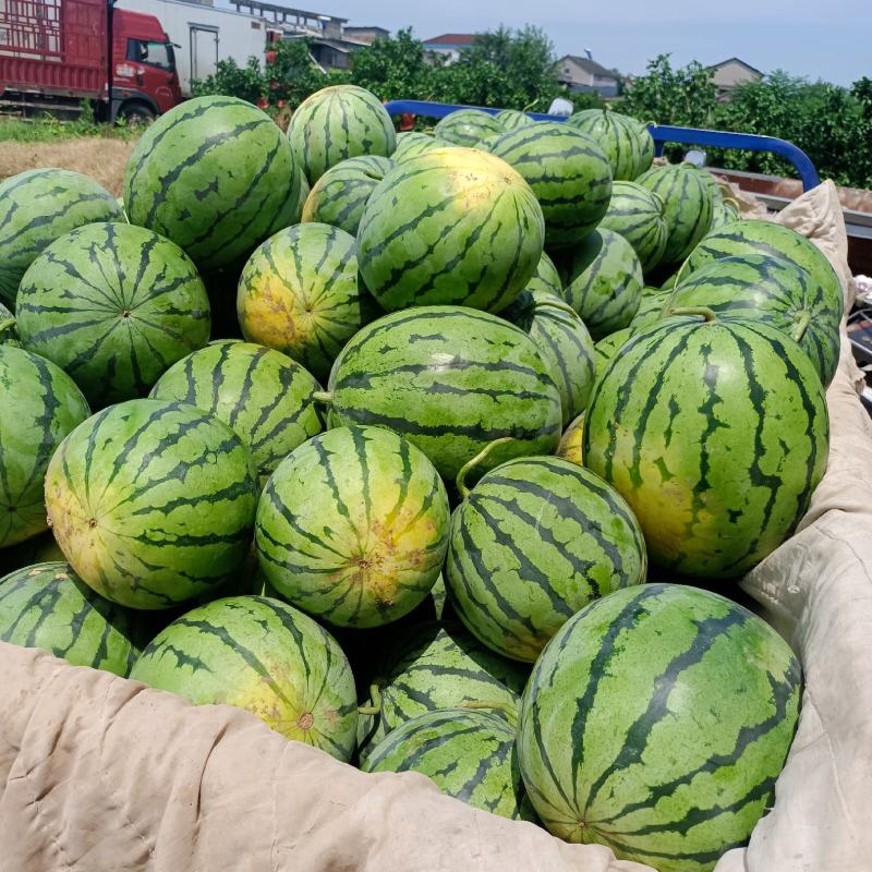 精选湖北露天西瓜地头直供，皮薄汁甜，个头匀称。