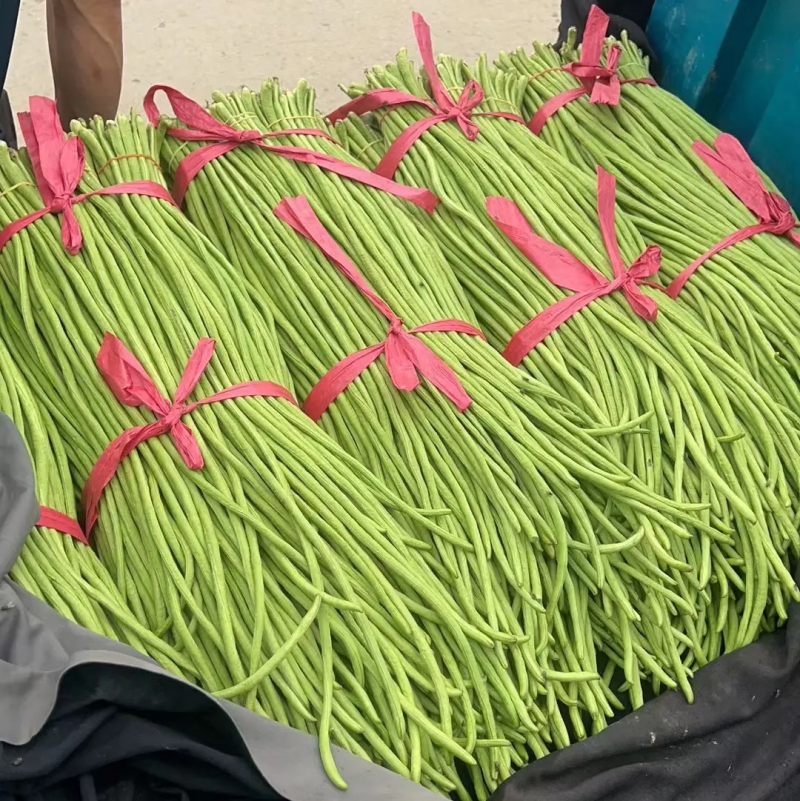 精品河南豆角长豆角青条豆角一手货源全国批发
