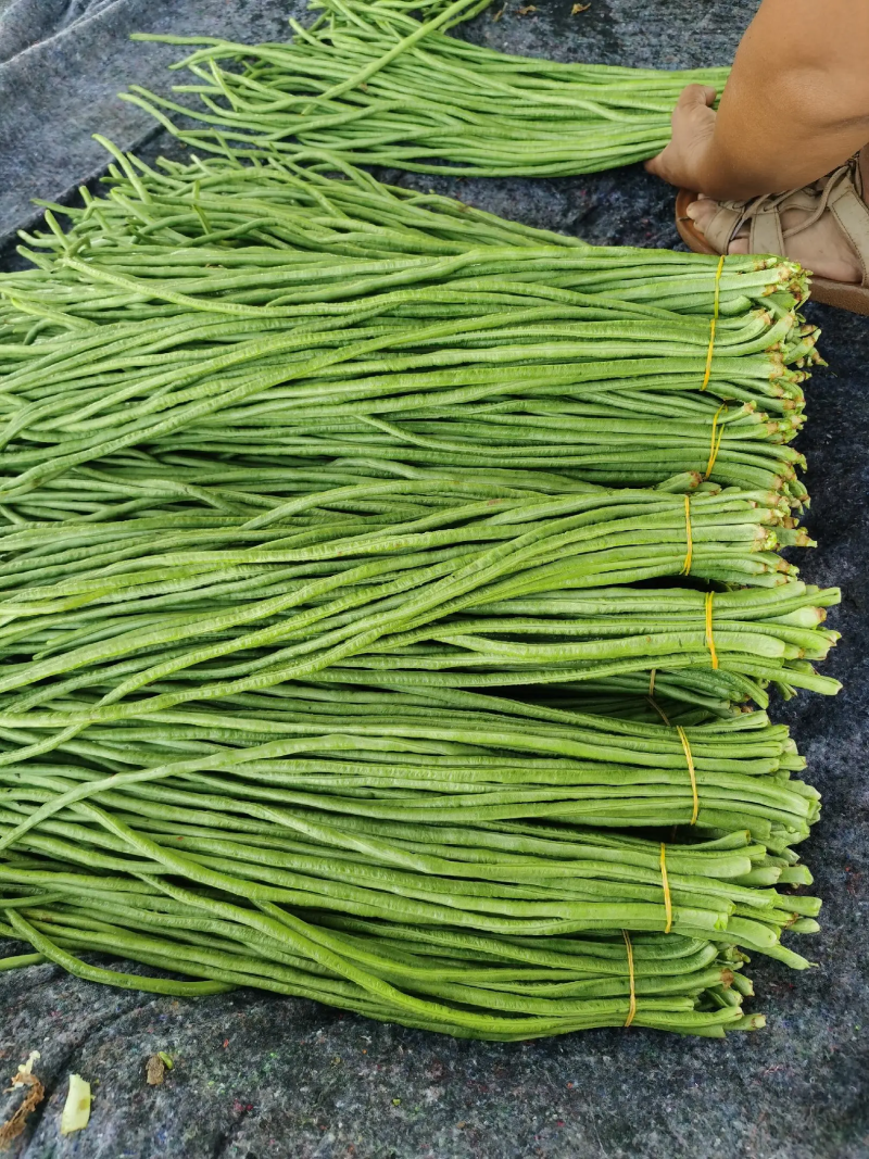 精品河南豆角长豆角青条豆角一手货源全国批发