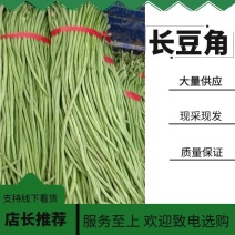 优质长豆角豇豆大量上市产地直发欢迎各位老板致电选购