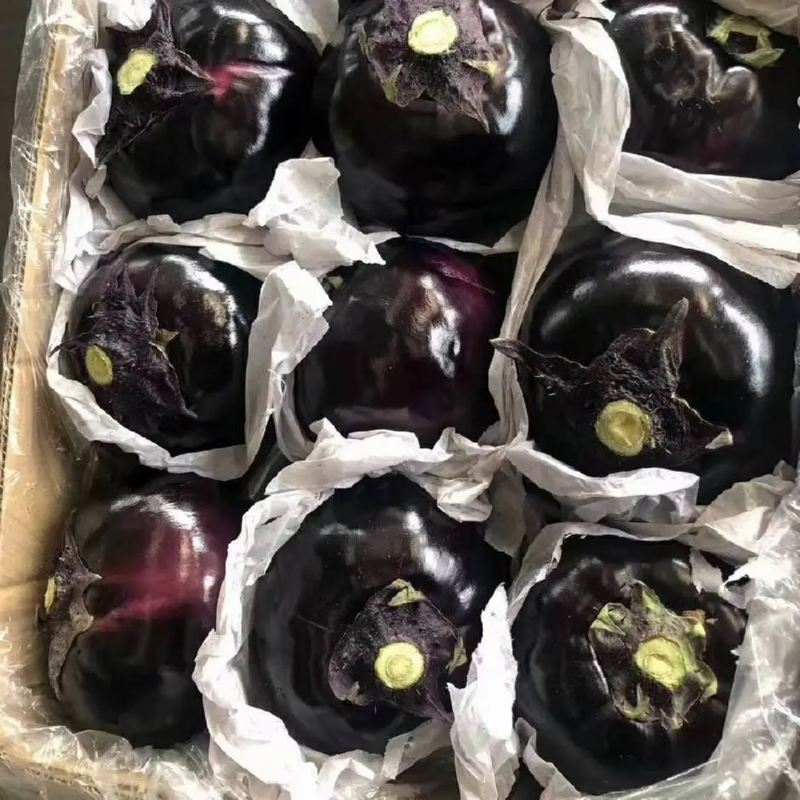 紫光圆茄精品茄子紫茄子焦作蔬菜基地直发免费视频看货