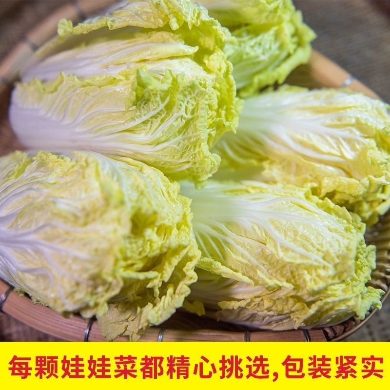 河北娃娃菜，万亩基地，货量大，欢迎老板咨询