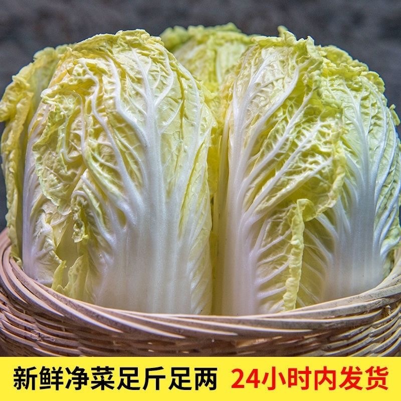 优质娃娃菜，产地发货，一手货源，都是精品