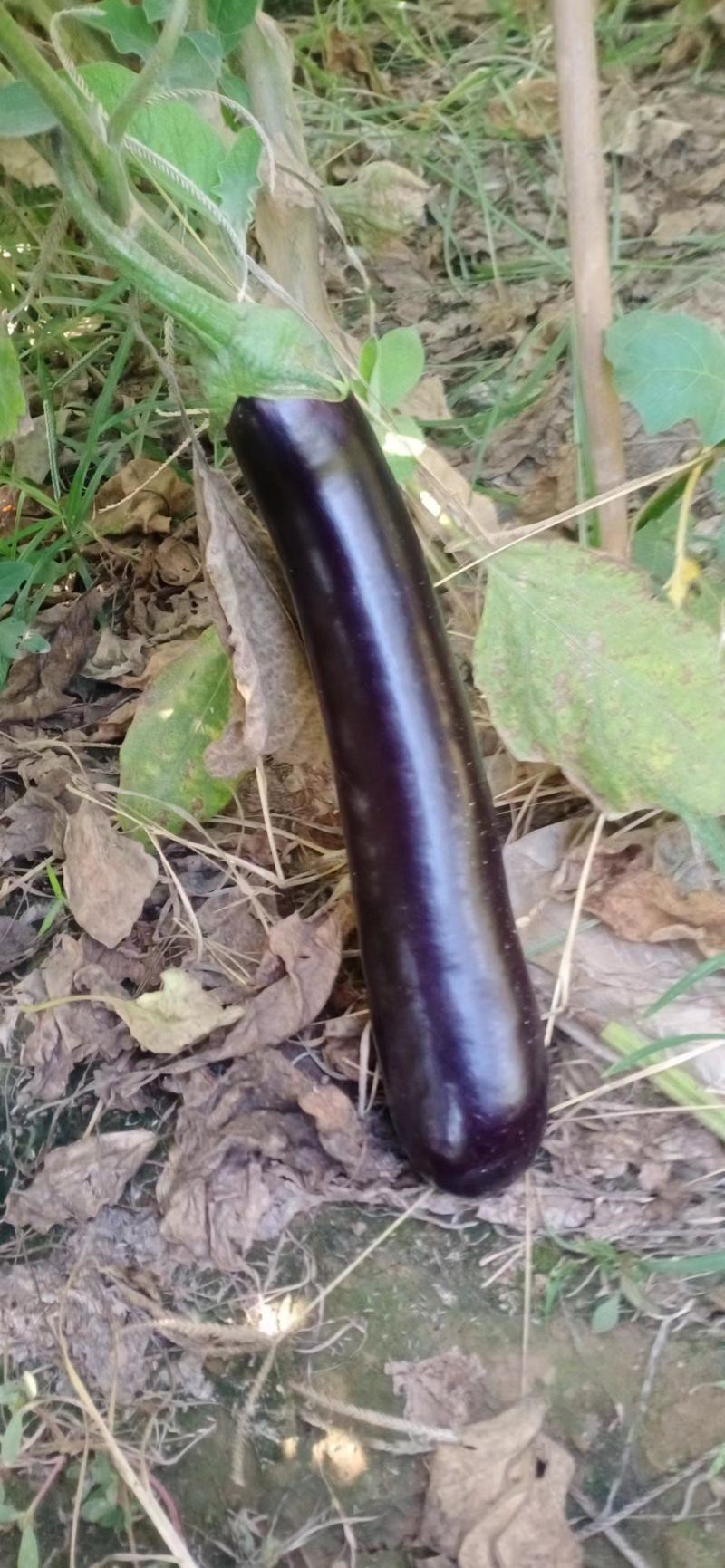 山东菏泽黑长茄布莱迪绿把长茄产地直发欢迎各地老板来电咨询