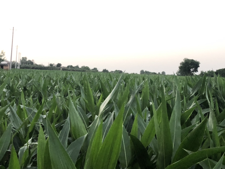 玉米田地