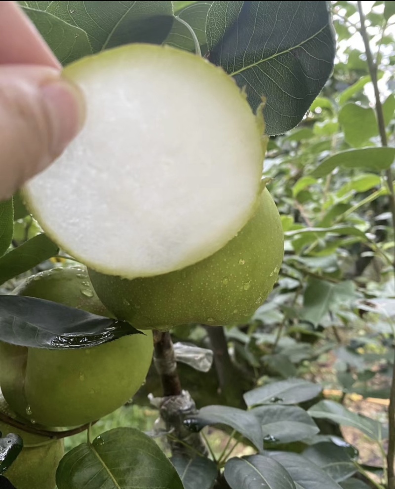 翠冠梨桐琴蜜梨皇冠梨黄花梨秋月梨清脆可口热销中