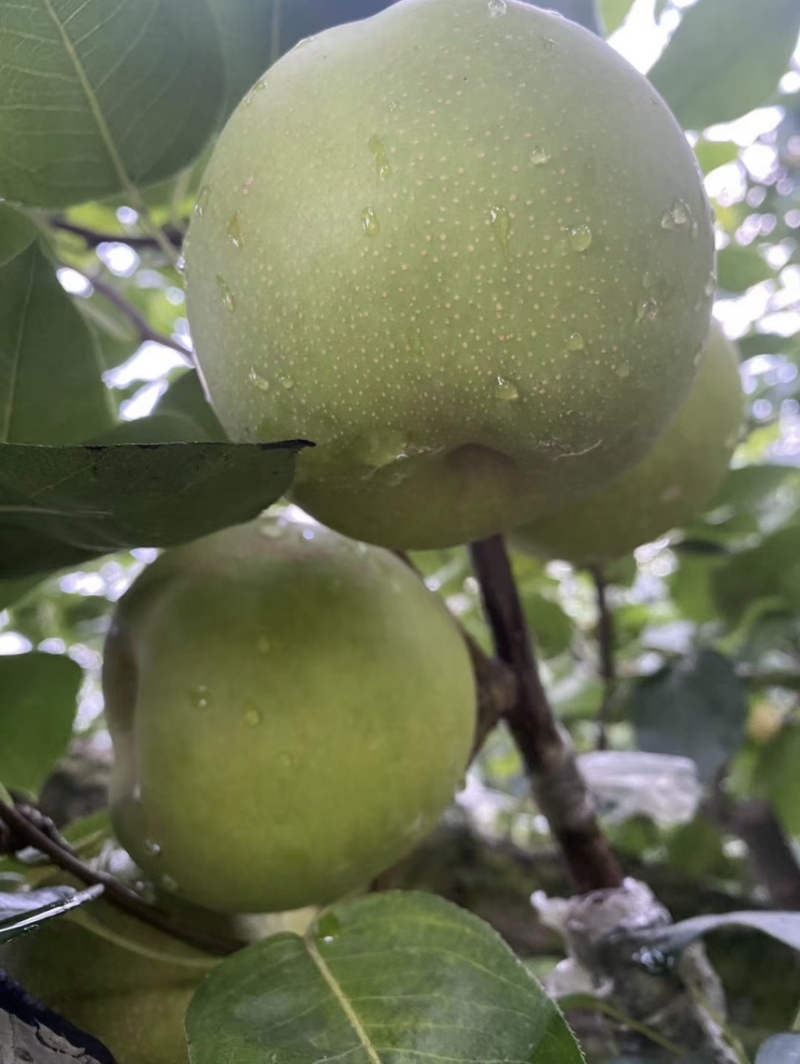 翠冠梨桐琴蜜梨皇冠梨黄花梨秋月梨清脆可口热销中
