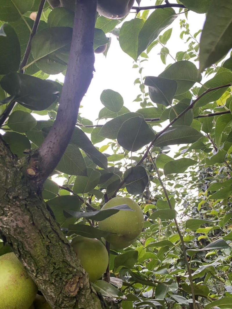 翠冠梨桐琴蜜梨皇冠梨黄花梨秋月梨清脆可口热销中
