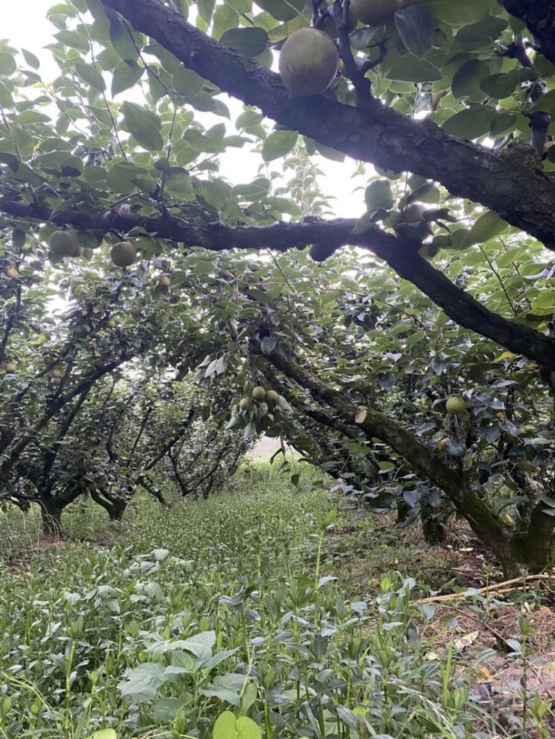 翠冠梨桐琴蜜梨皇冠梨黄花梨秋月梨清脆可口热销中