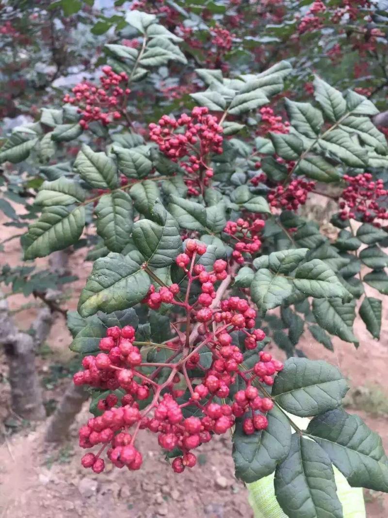 正宗大红袍花椒