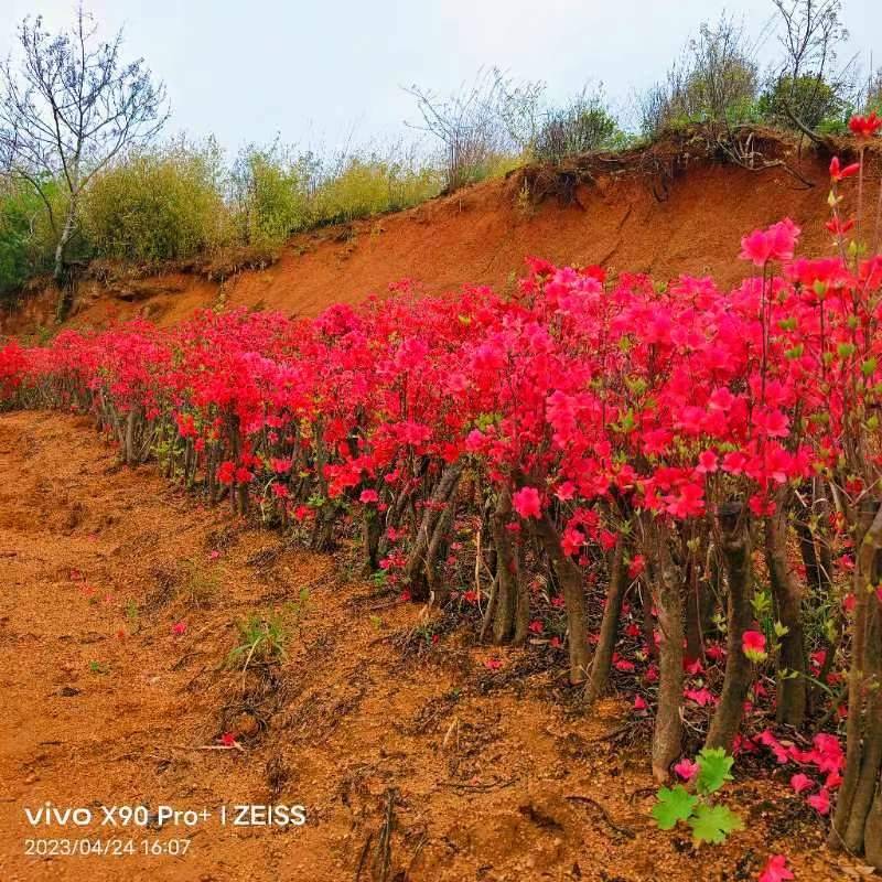 大别山映山红矮桩老桩高杆独杆盆冠先花后叶红花紫花黄花树苗