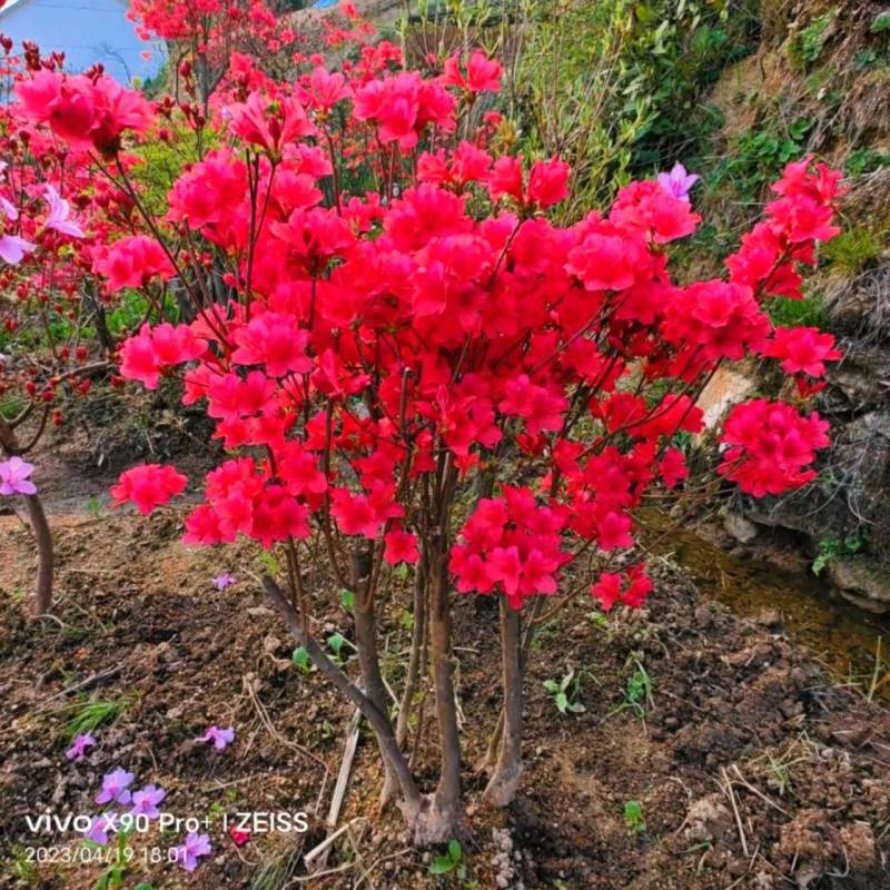 大别山映山红矮桩老桩高杆独杆盆冠先花后叶红花紫花黄花树苗