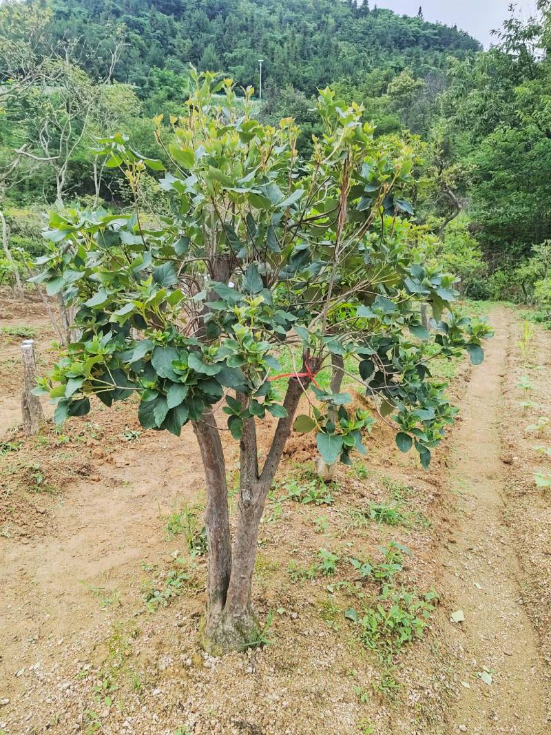 大别山映山红矮桩老桩高杆独杆盆冠先花后叶红花紫花黄花树苗