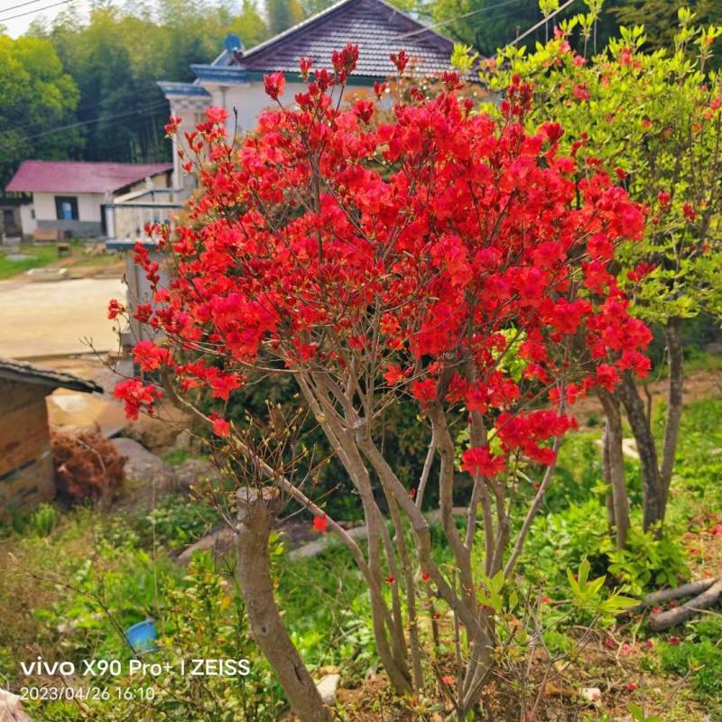 大别山映山红矮桩老桩高杆独杆盆冠先花后叶红花紫花黄花树苗