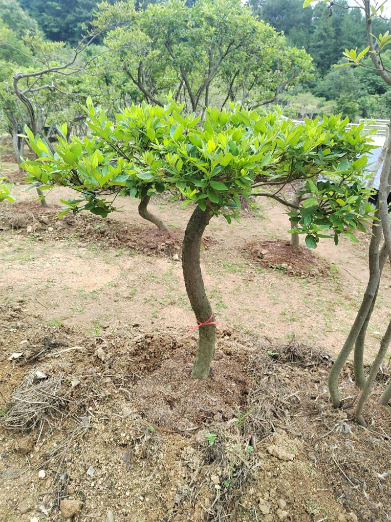 大别山映山红矮桩老桩高杆独杆盆冠先花后叶红花紫花黄花树苗