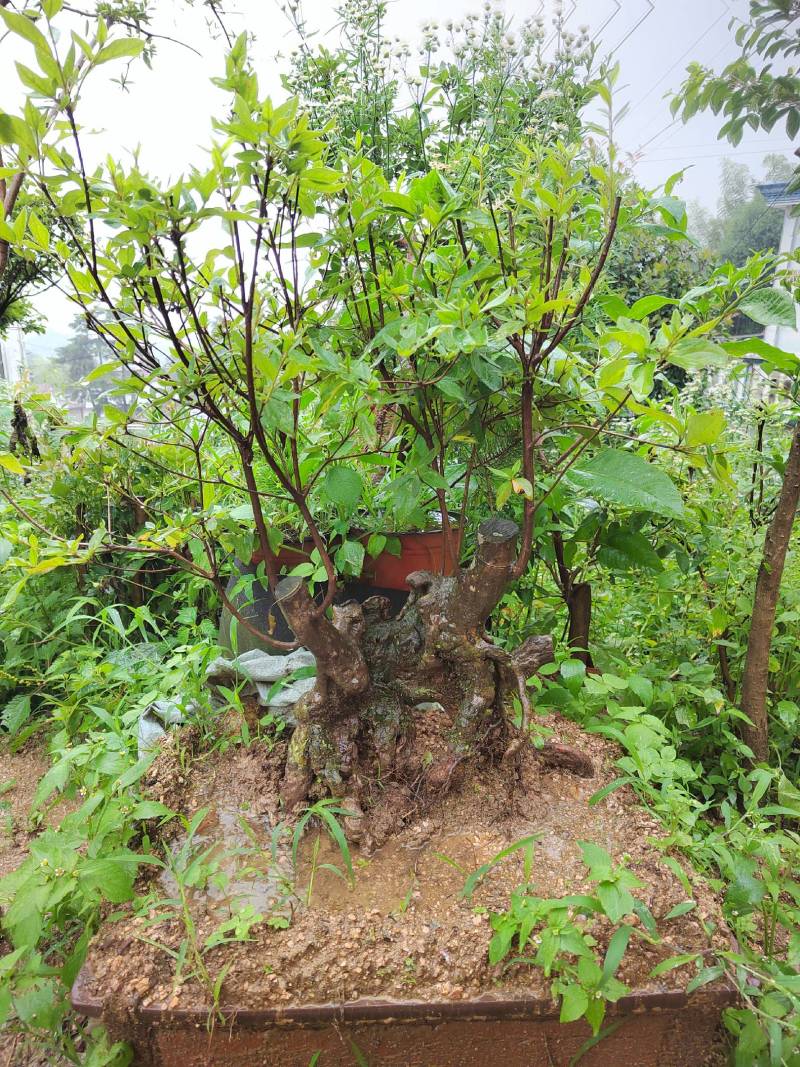 大别山映山红矮桩老桩高杆独杆盆冠先花后叶红花紫花黄花树苗