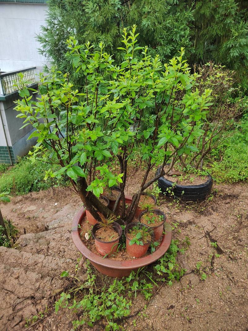 大别山映山红矮桩老桩高杆独杆盆冠先花后叶红花紫花黄花树苗