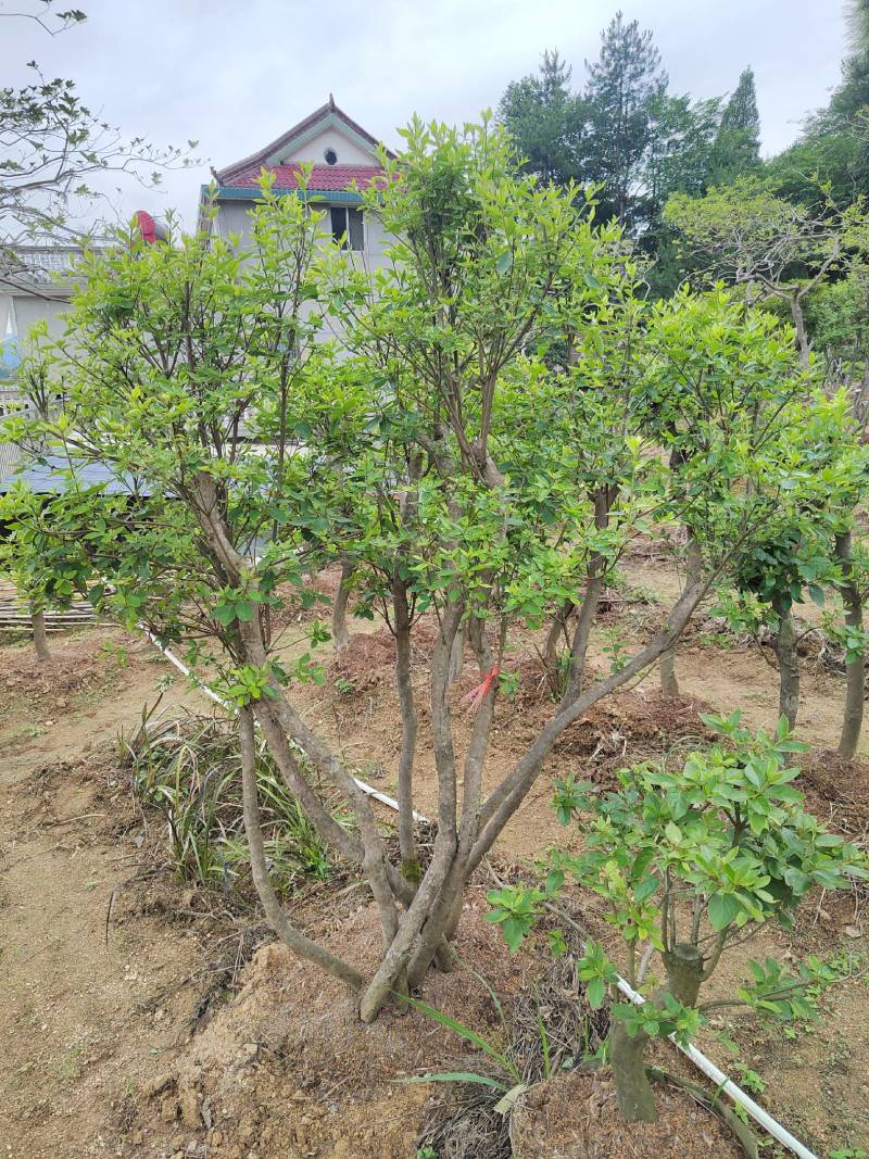 大别山映山红矮桩老桩高杆独杆盆冠先花后叶红花紫花黄花树苗