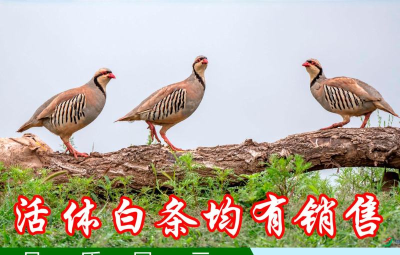 鹧鸪石鸡飞龙嘎啦鸡白条，活体都有，规格齐全，5/6/7两