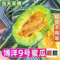 【精品推荐】正宗博洋甜瓜9号91/61产地一手货源全国批发