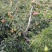 【荐】山东烟台山地特产、伏梨、大头梨、一面红