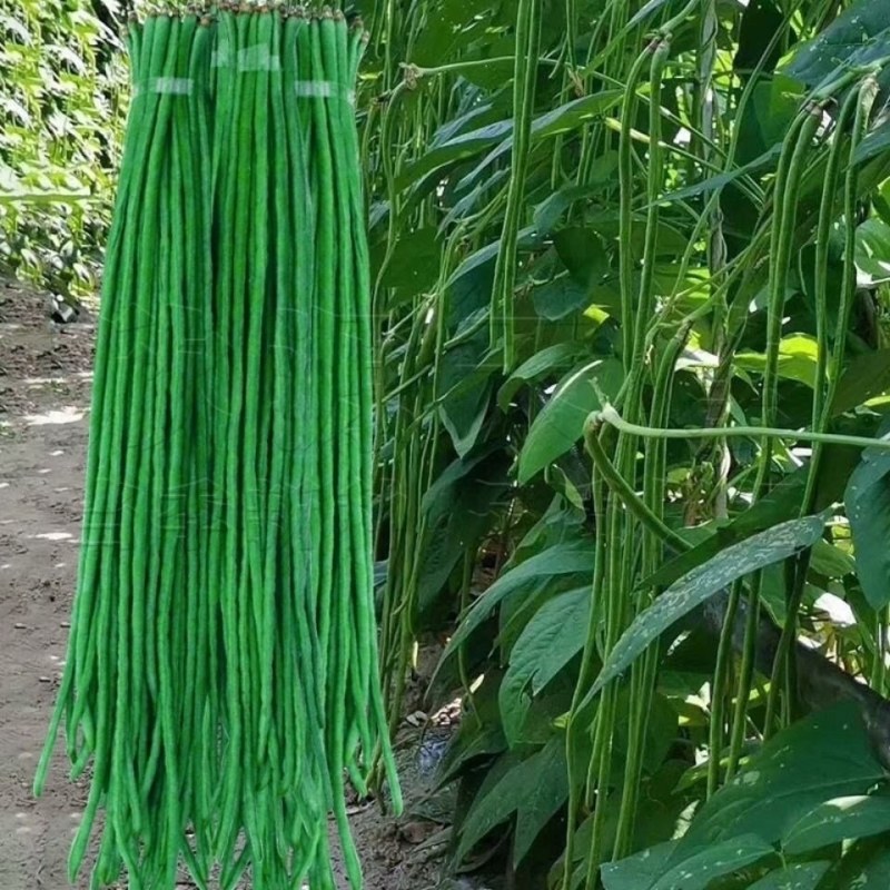 青长豆角，
