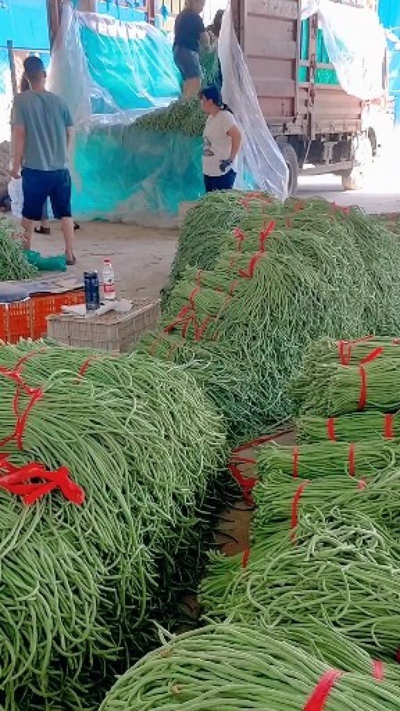 青长豆角，