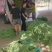 青长豆角，