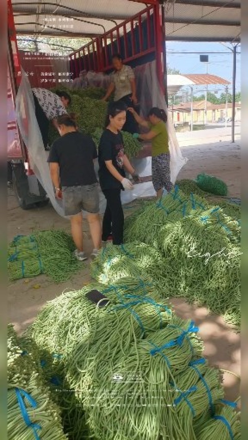 青长豆角，