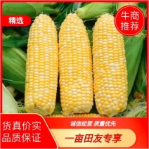 【新品】太阳花玉米，新鲜发货现摘现发，颗粒饱满脆甜