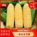 【新品】太阳花玉米，新鲜发货现摘现发，颗粒饱满脆甜