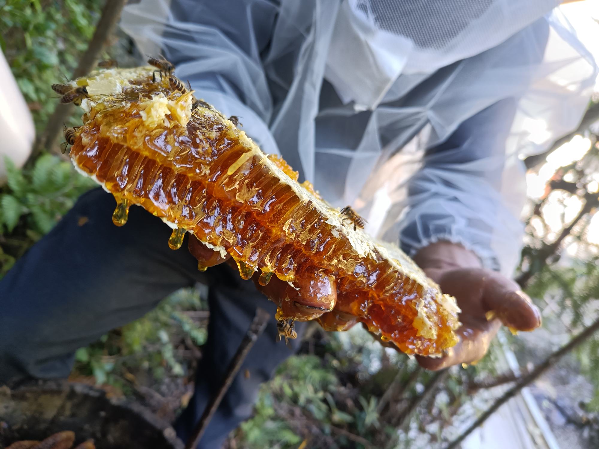 一位养蜂人在蜂箱前检查蜂巢，手中拿着沾满新鲜蜂蜜的蜂脾