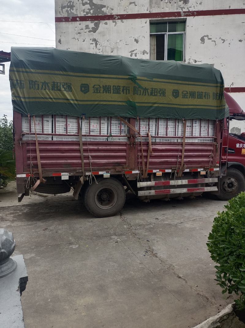 脆冠梨