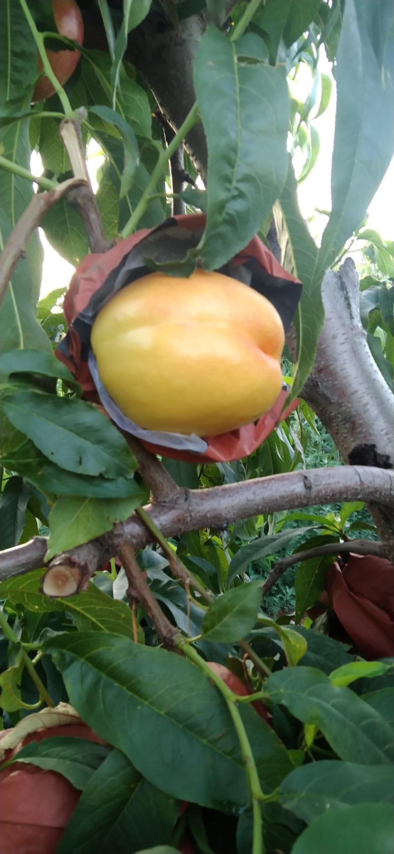 精品黄油桃