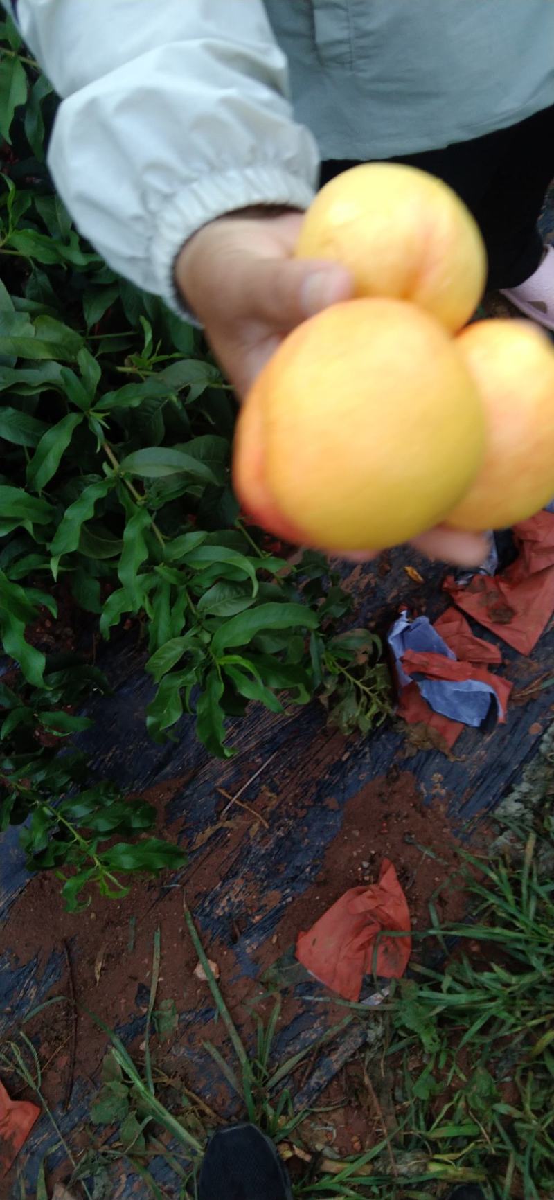 精品黄油桃