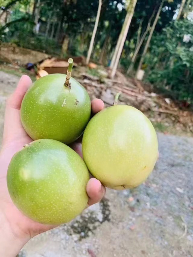 黄金百香果云南高山钦蜜九号香甜多汁现货大量供应团购批发