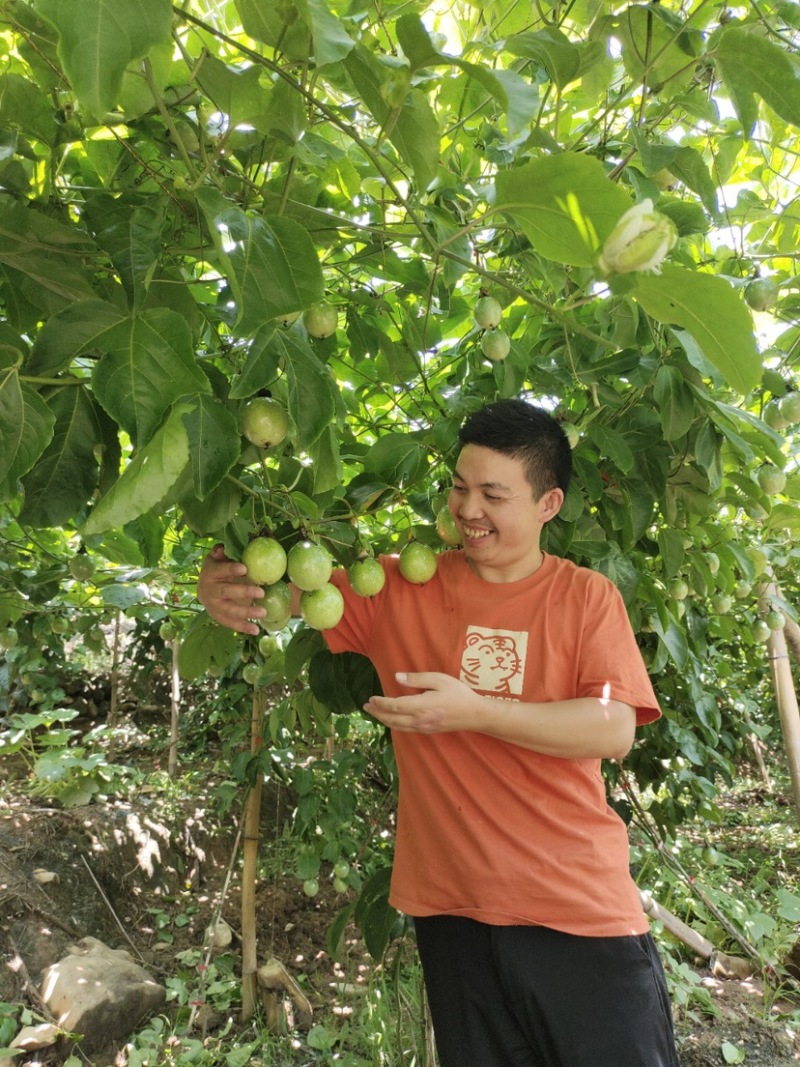 黄金百香果云南高山钦蜜九号香甜多汁现货大量供应团购批发
