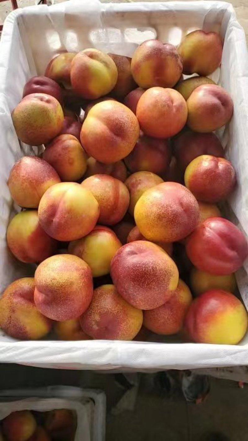 山地精品红油桃
