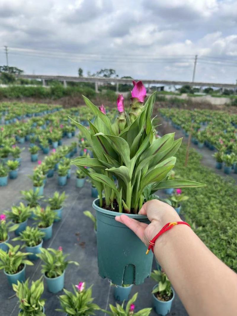 姜荷花室外常备绿植开花盆栽开花颜色鲜艳净化新鲜空气室内室