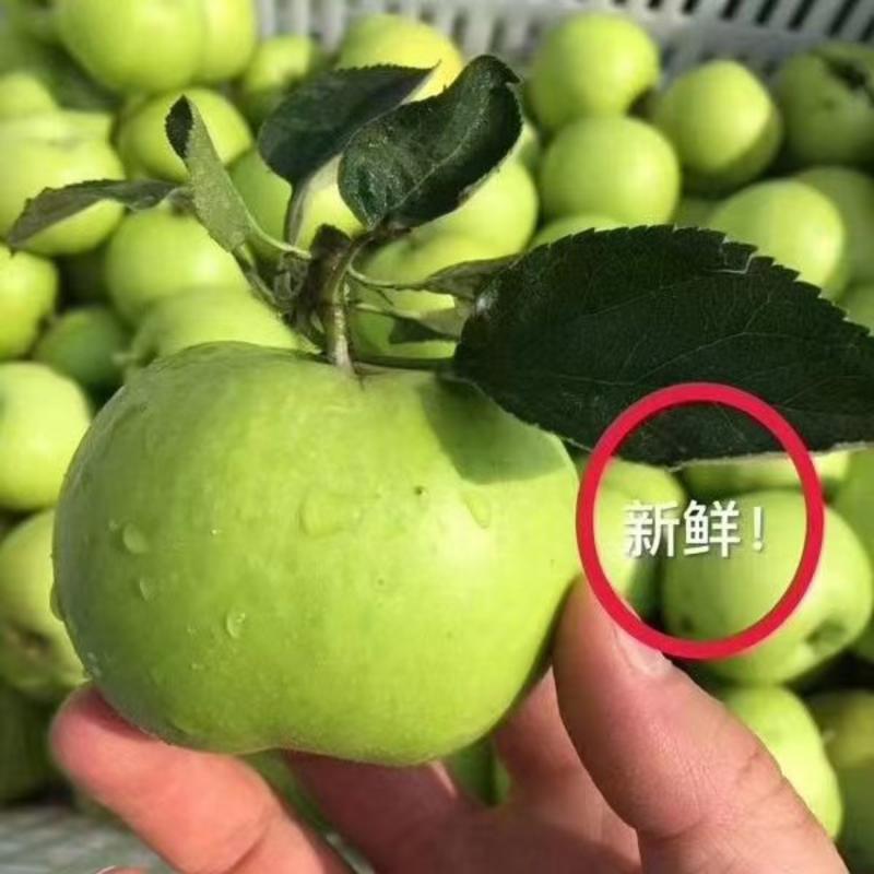 云南昭通青香蕉苹果