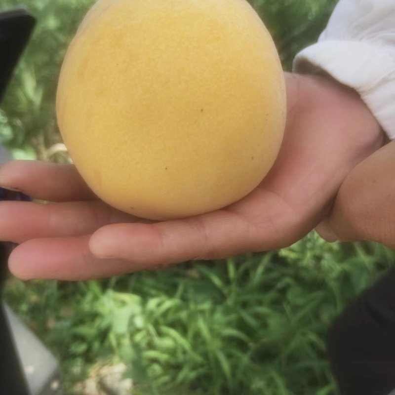 金凤毛桃