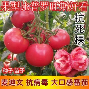 麦迪文口感沙瓤西红柿水果西红柿抗病毒高产好吃
