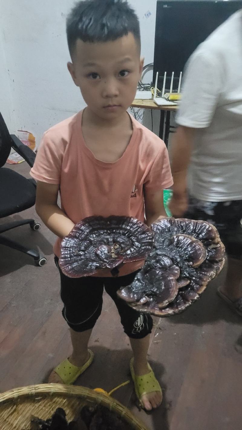 贵州深山黑灵芝一手货源