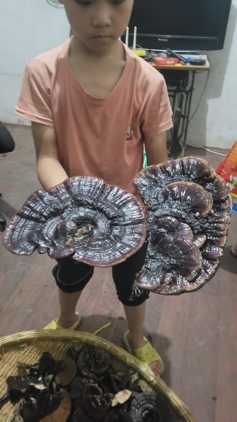 贵州深山黑灵芝一手货源