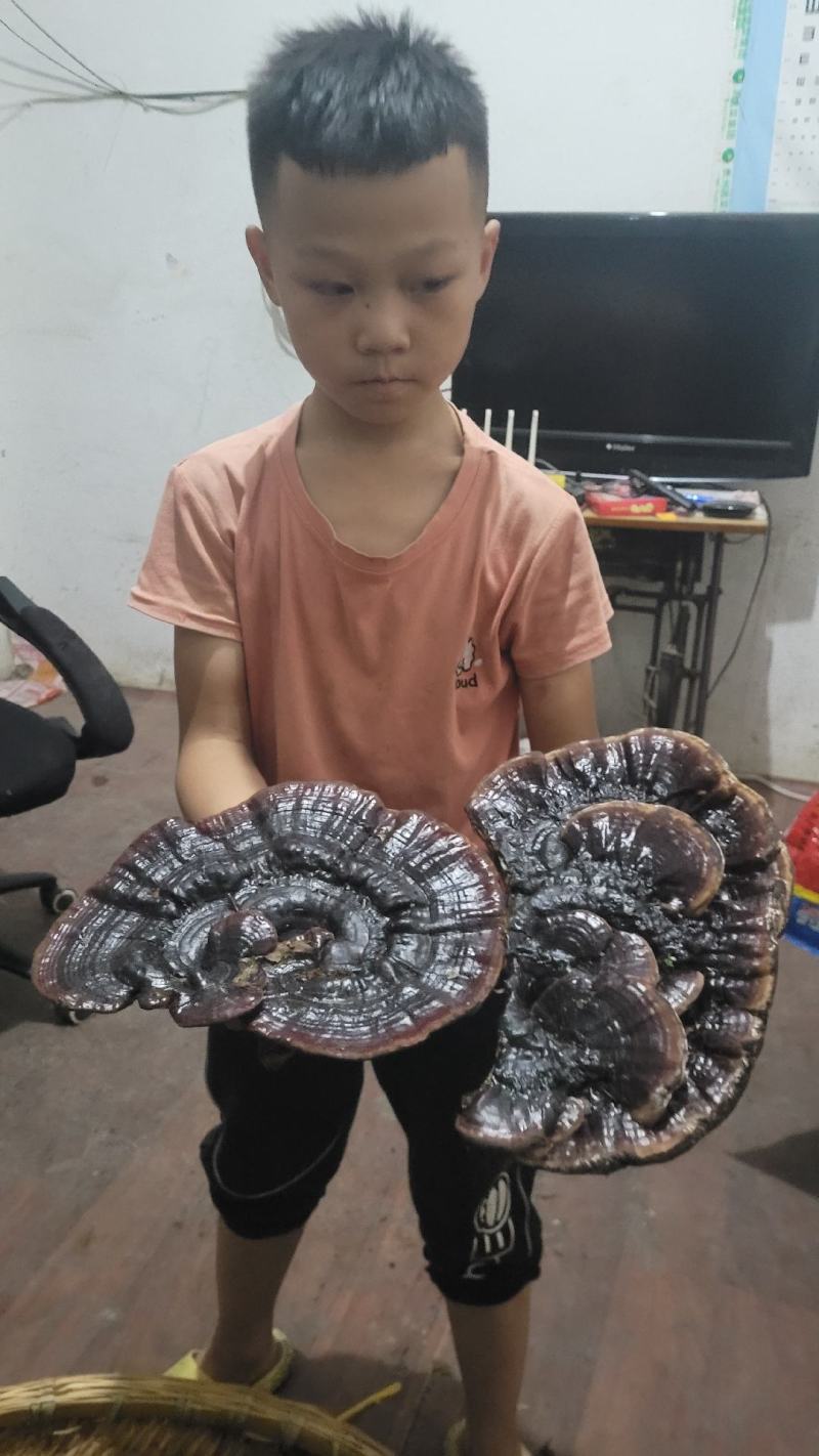 贵州深山黑灵芝一手货源