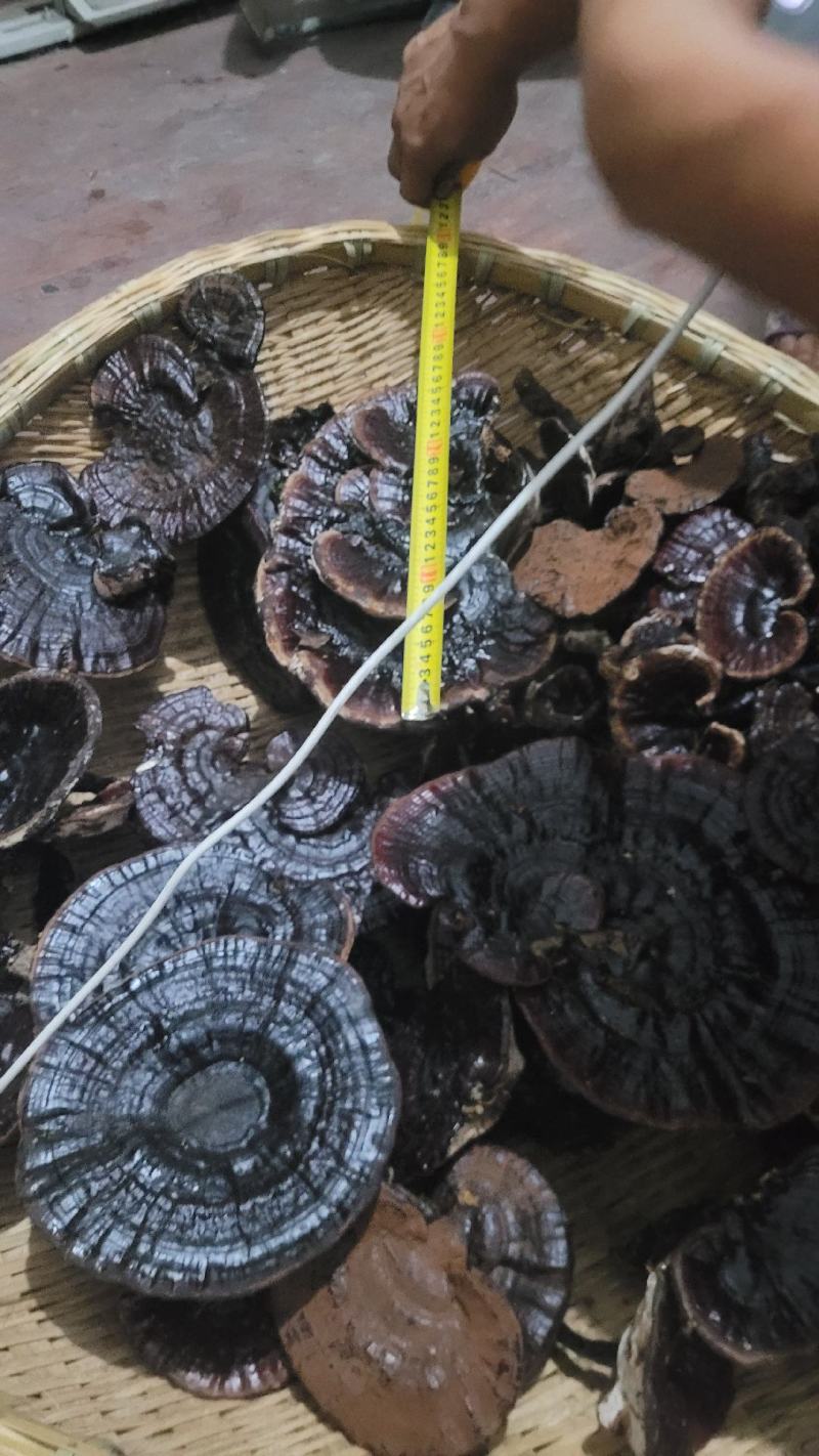 贵州深山黑灵芝一手货源
