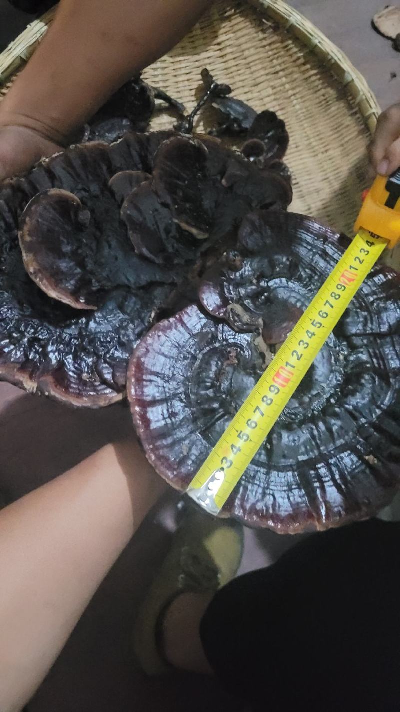 贵州深山黑灵芝一手货源