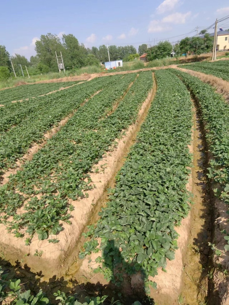 红颜草莓苗，大量出售。长丰红颜草莓苗需要的可以联系我。