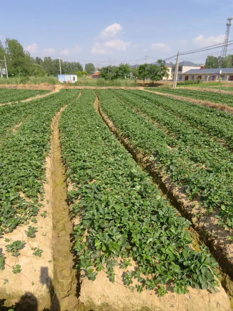 红颜草莓苗，大量出售。长丰红颜草莓苗需要的可以联系我。